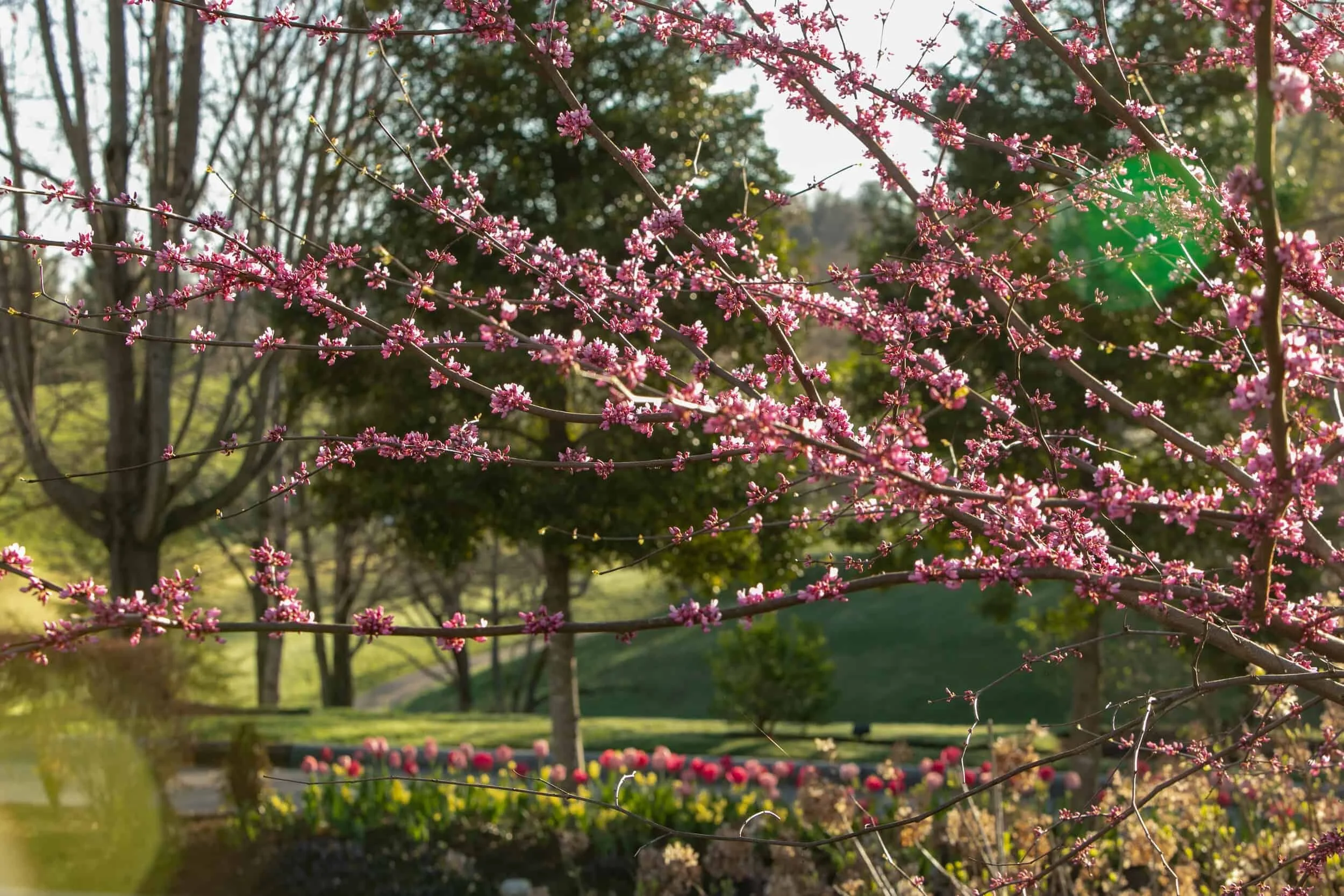 The grounds in spring at The Virginian